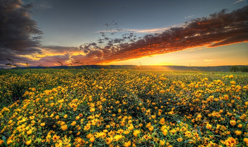 Yellow Flowers in Field — Dramatic, Sunset, Photograph, Sky