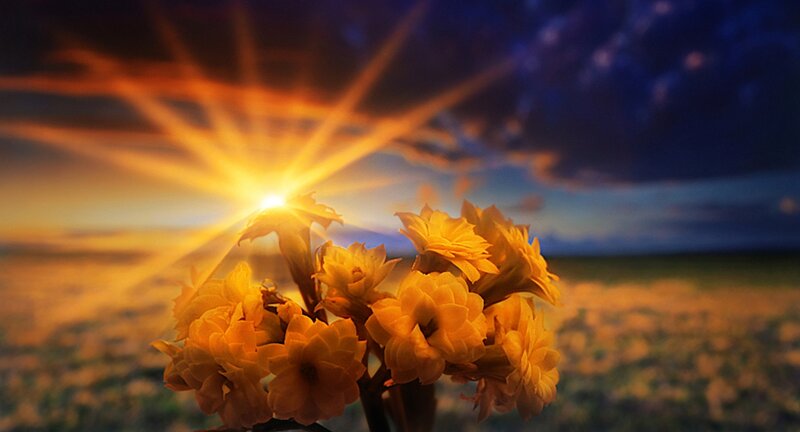 Yellow Flowers in Field — Dramatic, Sunset, Photograph, Sun, Sky