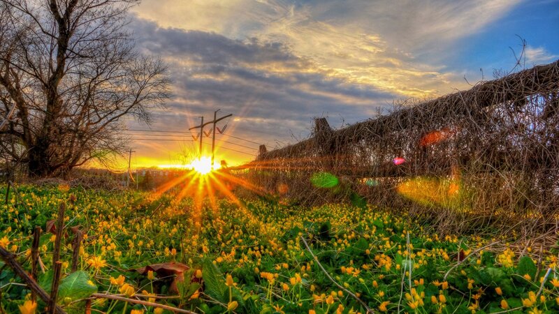 Yellow Flowers in Field — Dramatic, Sunset, Photograph, Sun