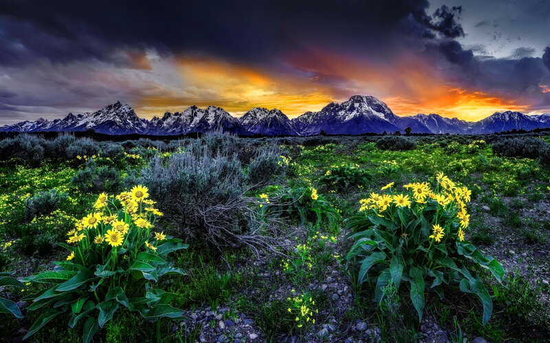 Yellow Flowers in Field — Dramatic, Sunset, Photograph