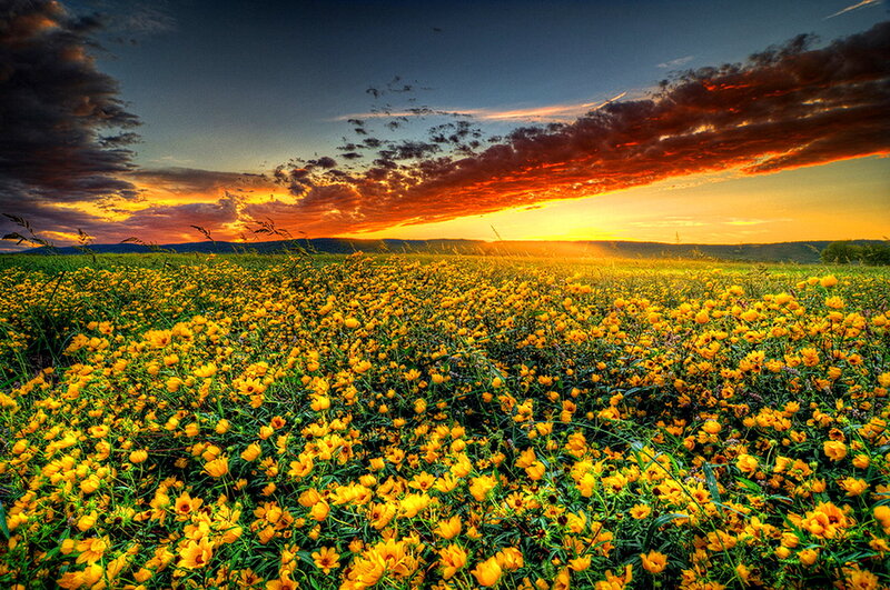 Yellow Flowers in Field — Dramatic, Sunset