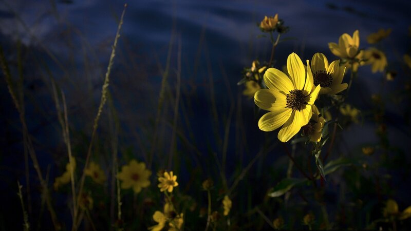 Yellow Flowers in Field — Dramatic
