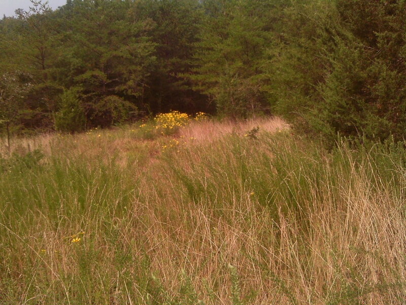 Yellow Flowers in Field — Green, Calm