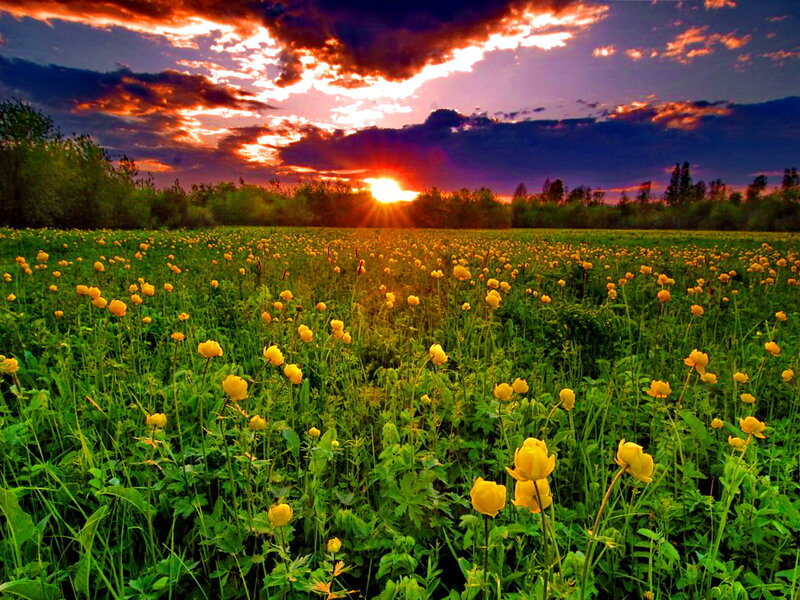 Yellow Flowers in Field — Green, Dramatic