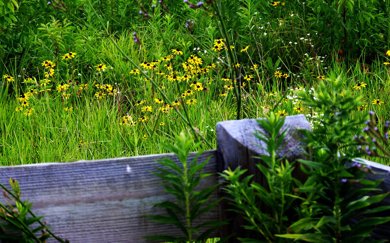 Yellow Flowers in Field — Green, Natural