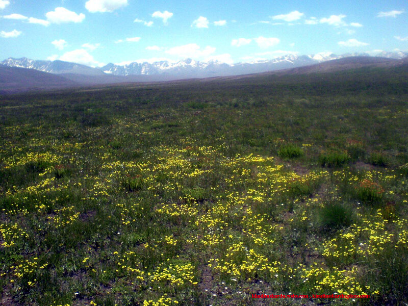 Yellow Flowers in Field — Green, Serene, Afternoon, Photograph, Mountains, Sky, Clouds