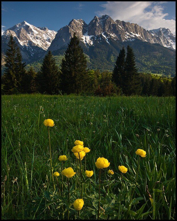Yellow Flowers in Field — Green, Serene, Afternoon, Photograph, Mountains, Trees