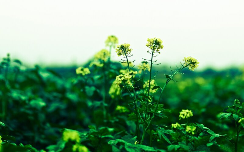 Yellow Flowers in Field — Green, Serene, Spring, Photograph, Plants