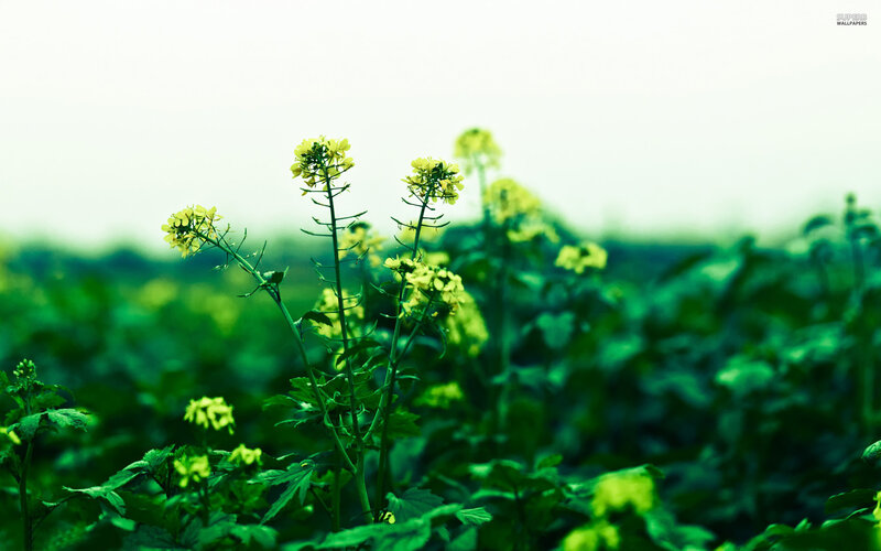 Yellow Flowers in Field — Green, Serene, Spring