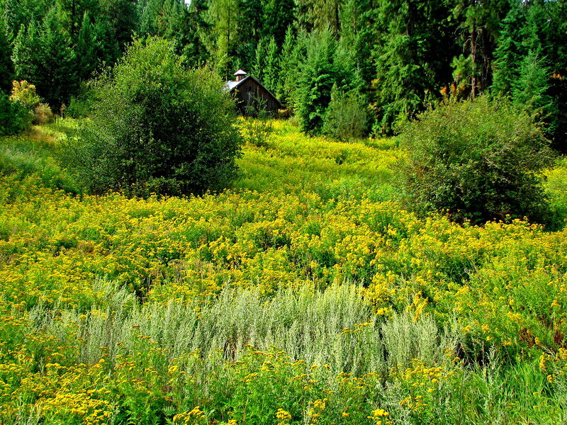Yellow Flowers in Field — Green, Serene, Summer