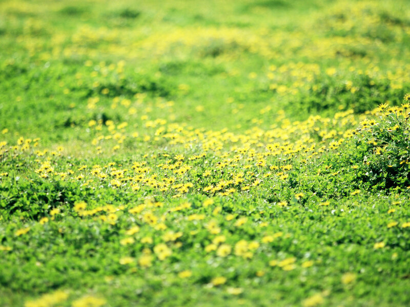 Yellow Flowers in Field — Green, Serene