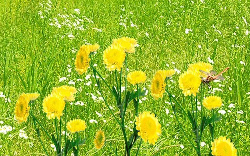 Yellow Flowers in Field — Green