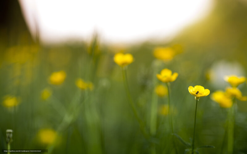 Yellow Flowers in Field — Serene, Afternoon, Photograph, Bee