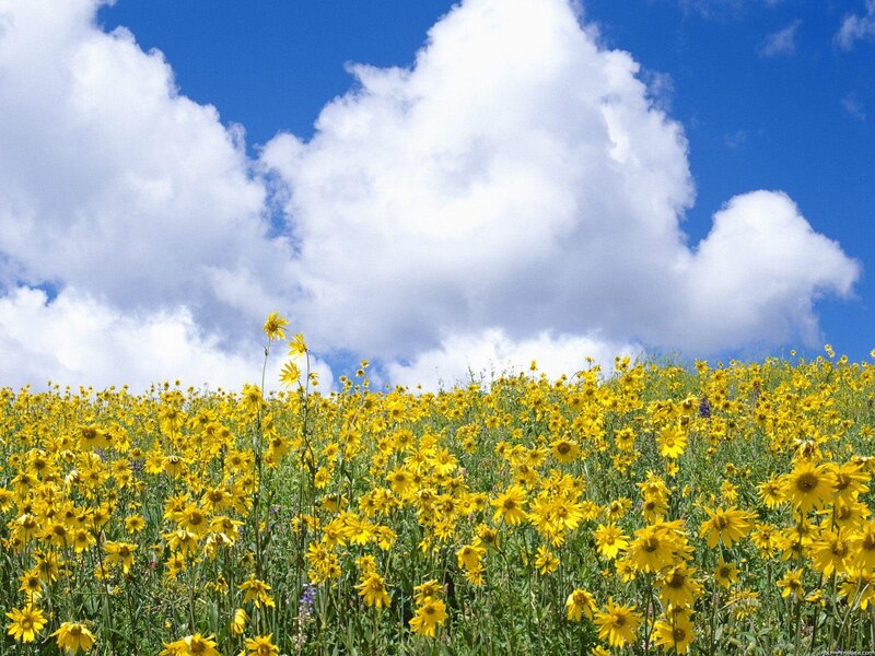 Yellow Flowers in Field — Serene, Afternoon, Photograph, Clouds