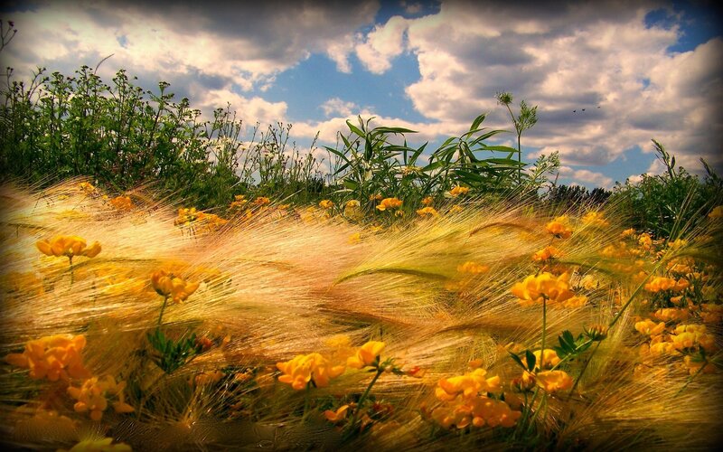 Yellow Flowers in Field — Serene, Afternoon, Photograph, Grass, Clouds