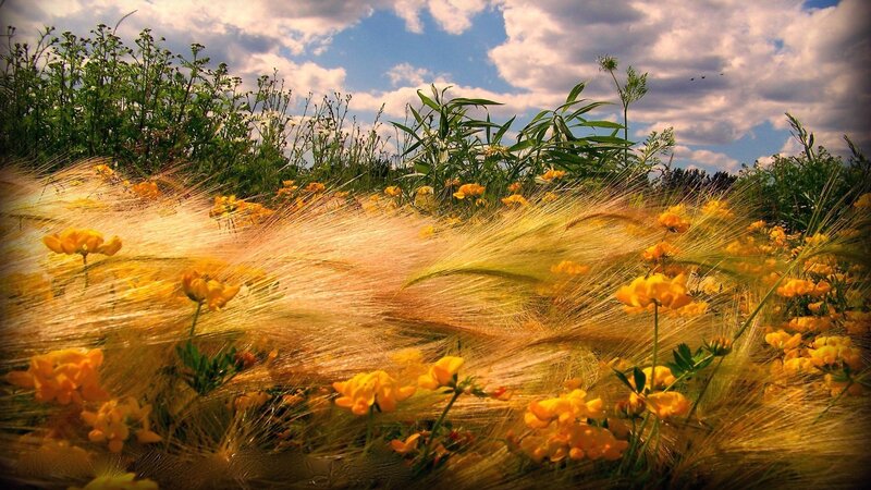 Yellow Flowers in Field — Serene, Afternoon, Photograph, Grass, Sky, Green, Blue