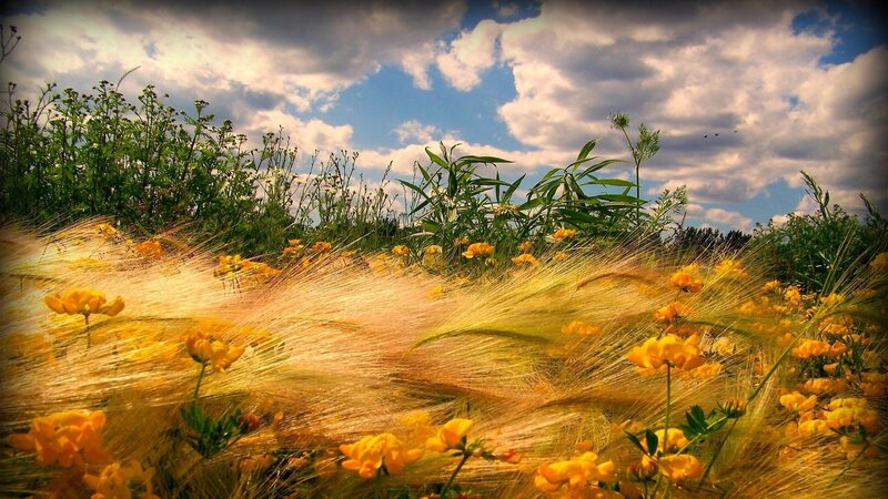 Yellow Flowers in Field — Serene, Afternoon, Photograph, Grass, Sky