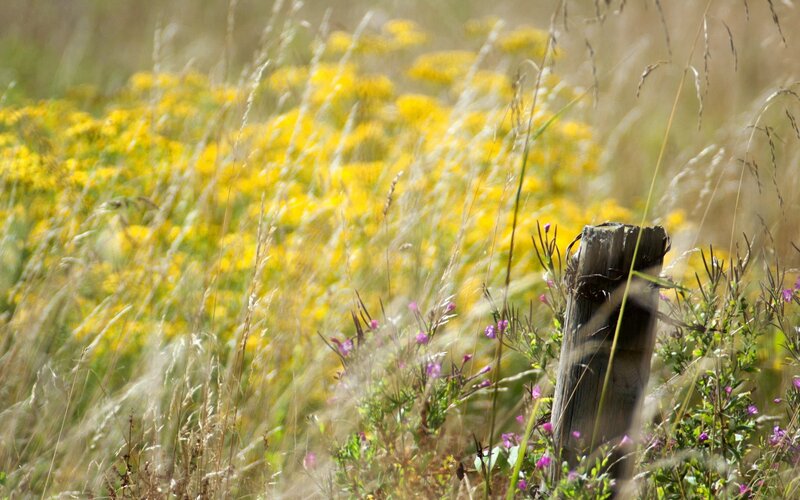 Yellow Flowers in Field — Serene, Afternoon, Photograph, Grass, Wooden Post