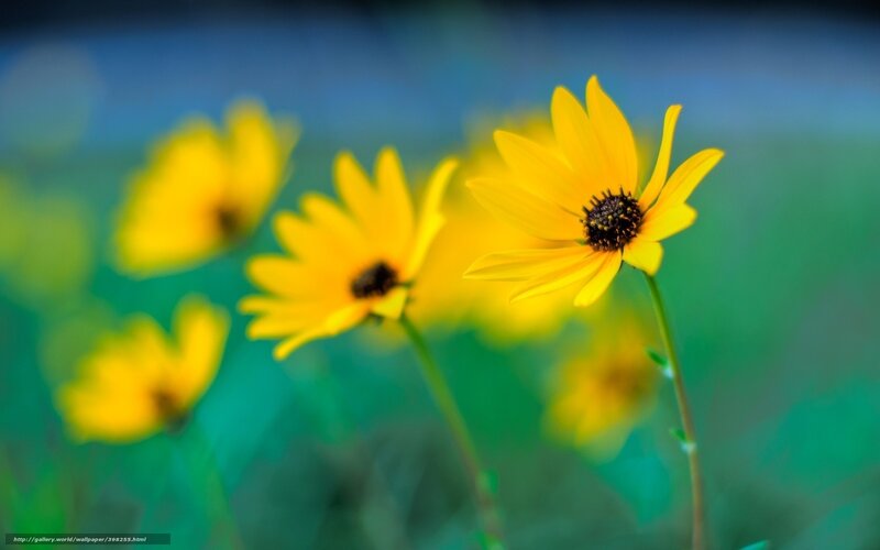 Yellow Flowers in Field — Serene, Afternoon, Photograph, Greenery