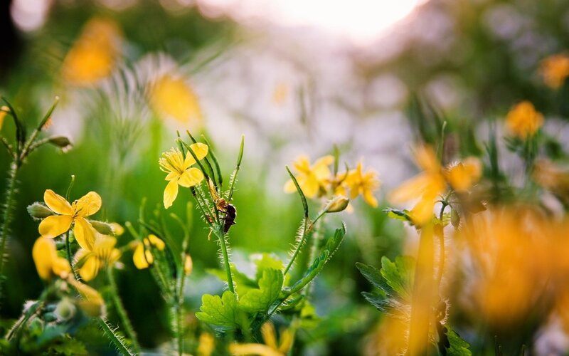 Yellow Flowers in Field — Serene, Afternoon, Photograph, Insect, Green Leaves