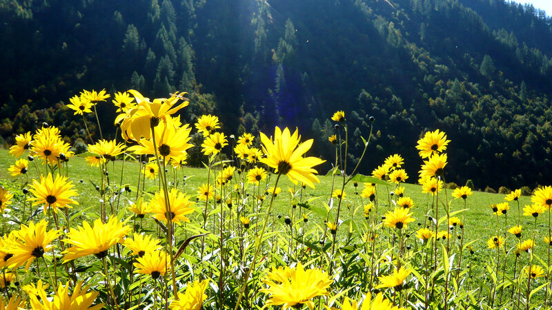 Yellow Flowers in Field — Serene, Afternoon, Photograph, Mountain