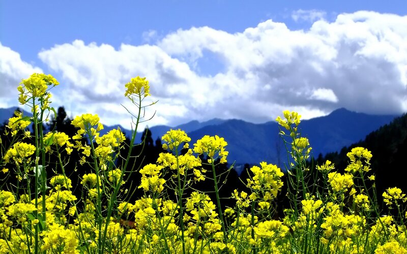 Yellow Flowers in Field — Serene, Afternoon, Photograph, Mountains, Clouds