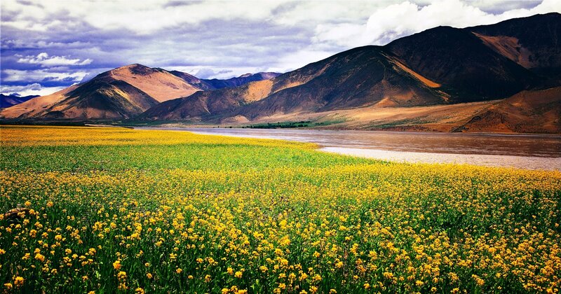 Yellow Flowers in Field — Serene, Afternoon, Photograph, Mountains, River