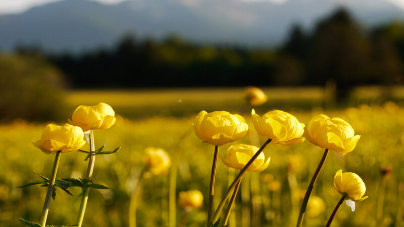 Yellow Flowers in Field — Serene, Afternoon, Photograph, Mountains