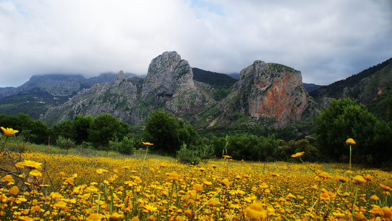 Yellow Flowers in Field — Serene, Afternoon, Photograph, Mountains, Trees, Clouds