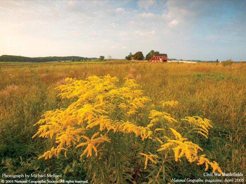 Yellow Flowers in Field — Serene, Afternoon, Photograph, Red Barn