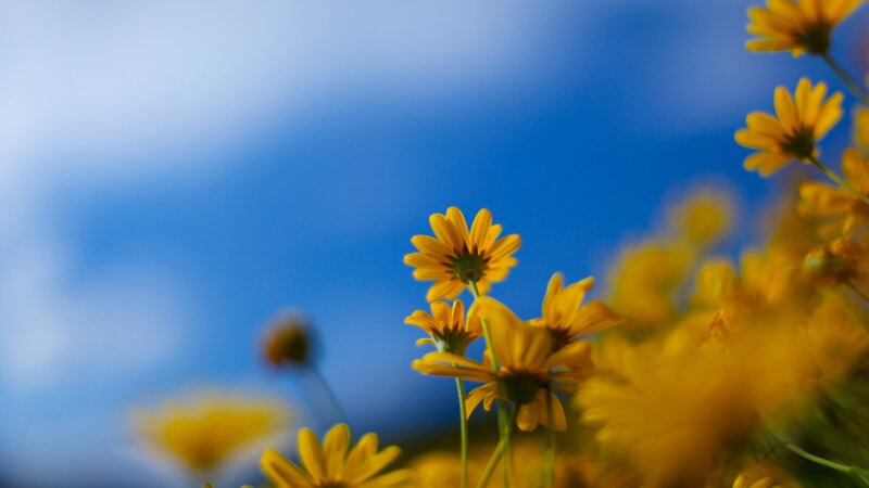 Yellow Flowers in Field — Serene, Afternoon, Photograph, Sky, Blue