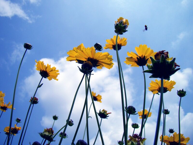 Yellow Flowers in Field — Serene, Afternoon, Photograph, Sky, Clouds, Bee