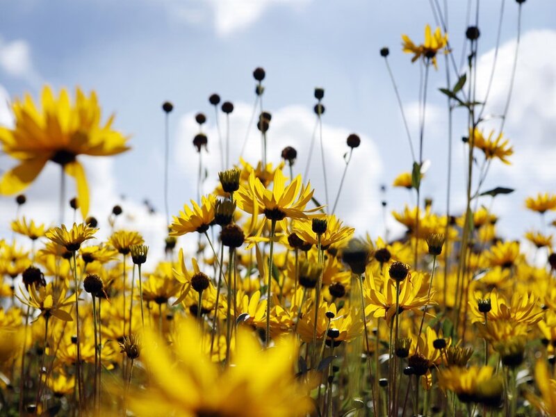 Yellow Flowers in Field — Serene, Afternoon, Photograph, Sky, Clouds, Stems
