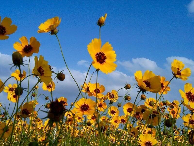 Yellow Flowers in Field — Serene, Afternoon, Photograph, Sky, Clouds