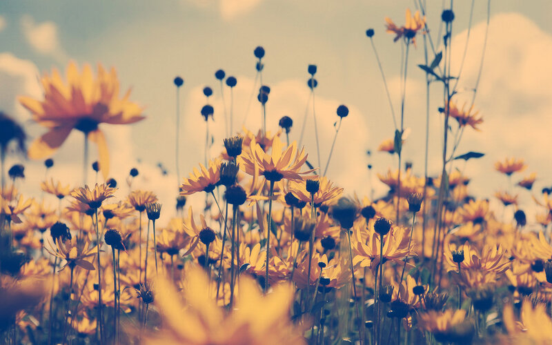 Yellow Flowers in Field — Serene, Afternoon, Photograph, Sky