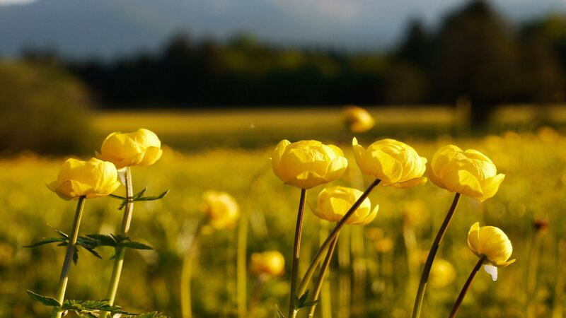 Yellow Flowers in Field — Serene, Afternoon, Photograph, Sky, Trees