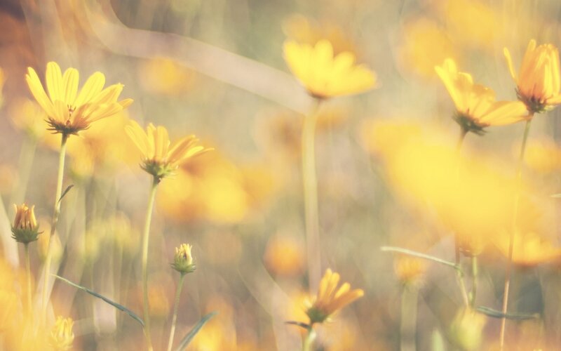 Yellow Flowers in Field — Serene, Afternoon, Photograph, Stems, Blossoms