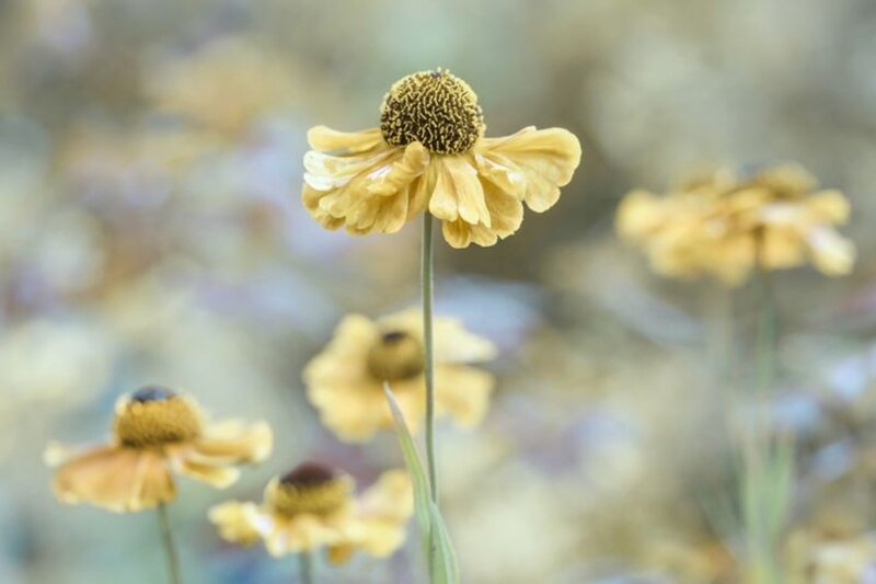 Yellow Flowers in Field — Serene, Afternoon, Photograph, Stems, Blurred Background