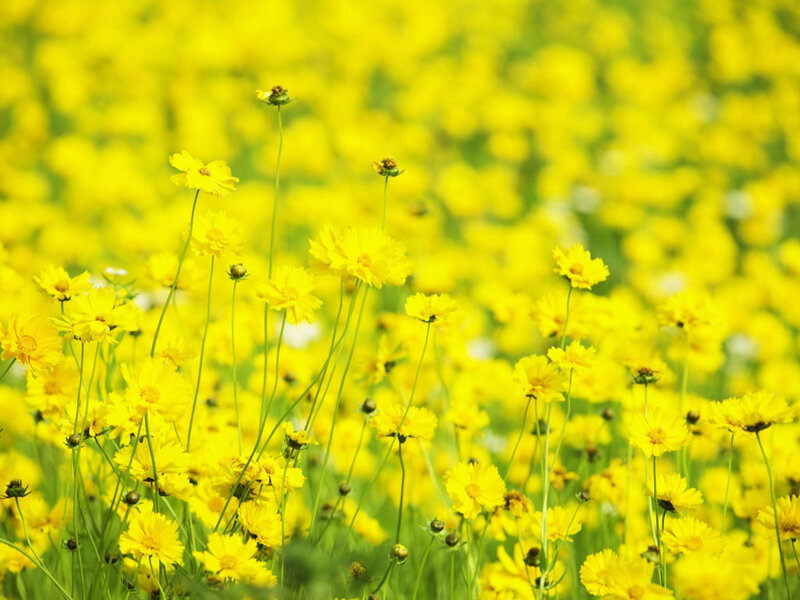 Yellow Flowers in Field — Serene, Afternoon, Photograph, Stems