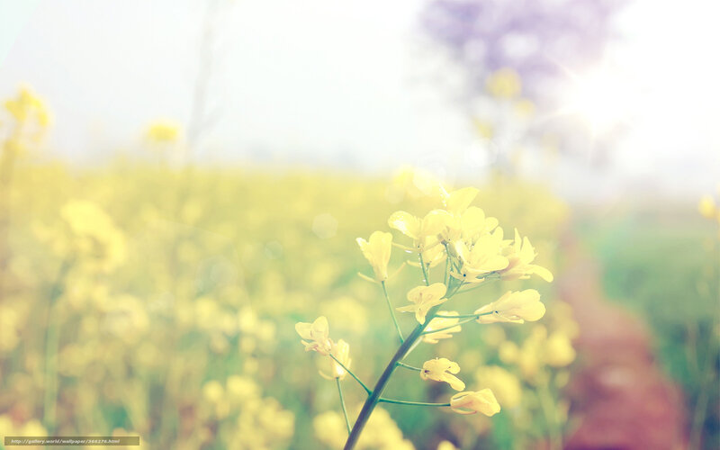 Yellow Flowers in Field — Serene, Afternoon, Photograph, Sunlight