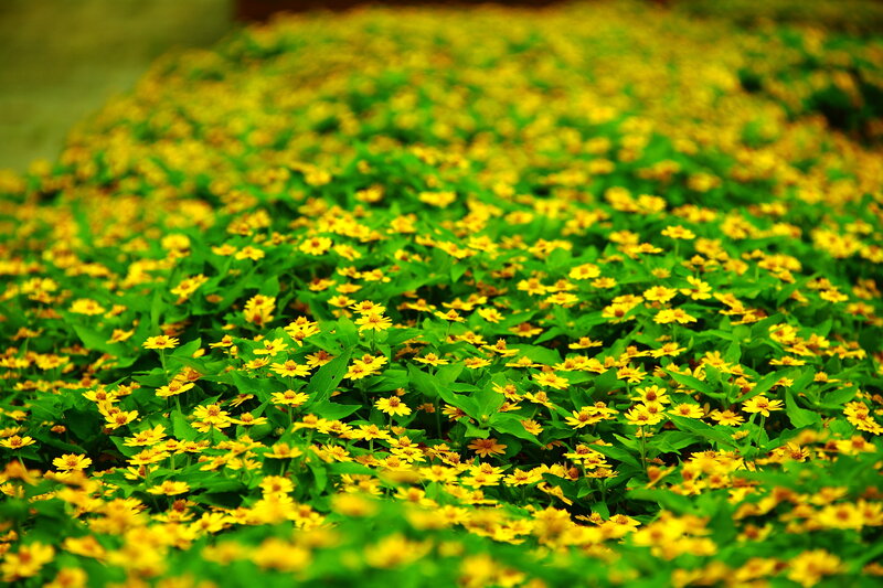 Yellow Flowers in Field — Serene, Afternoon, Photograph