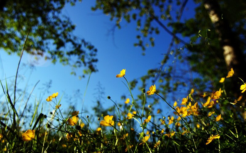 Yellow Flowers in Field — Serene, Afternoon, Photograph, Trees, Sky