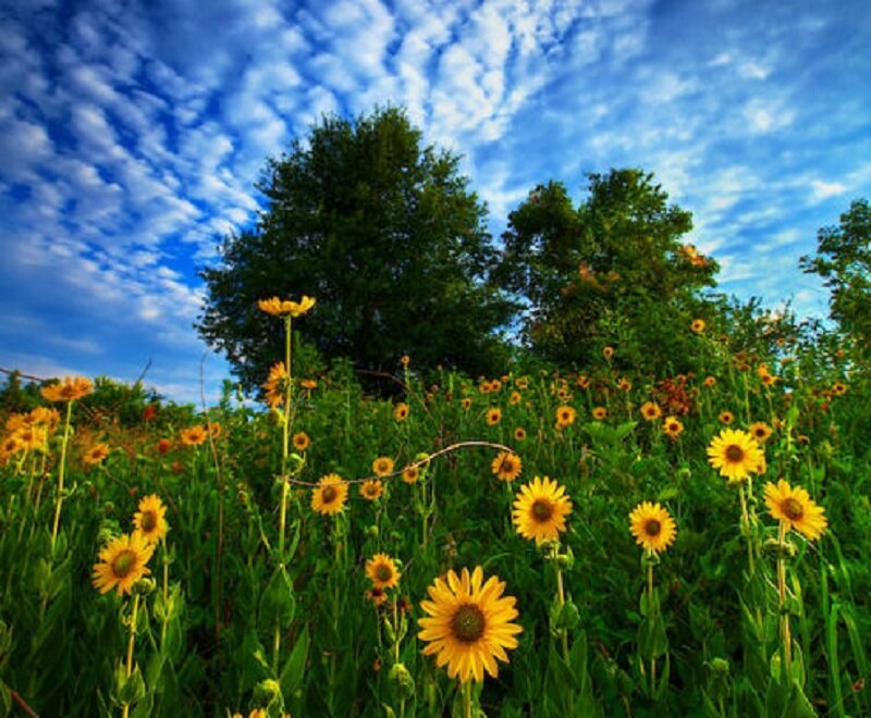 Yellow Flowers in Field — Serene, Afternoon, Photograph, Trees