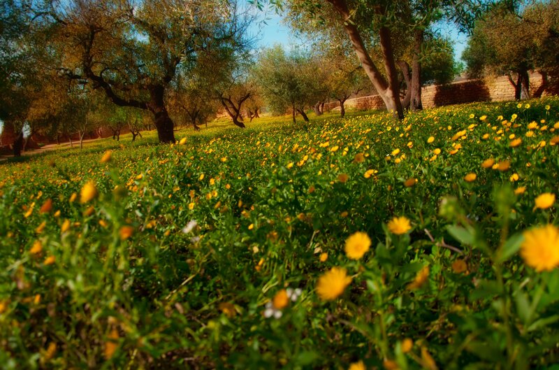 Yellow Flowers in Field — Serene, Afternoon, Photograph, Trees, Wall