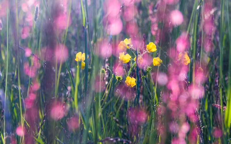 Yellow Flowers in Field — Serene, Morning, Photograph, Grass