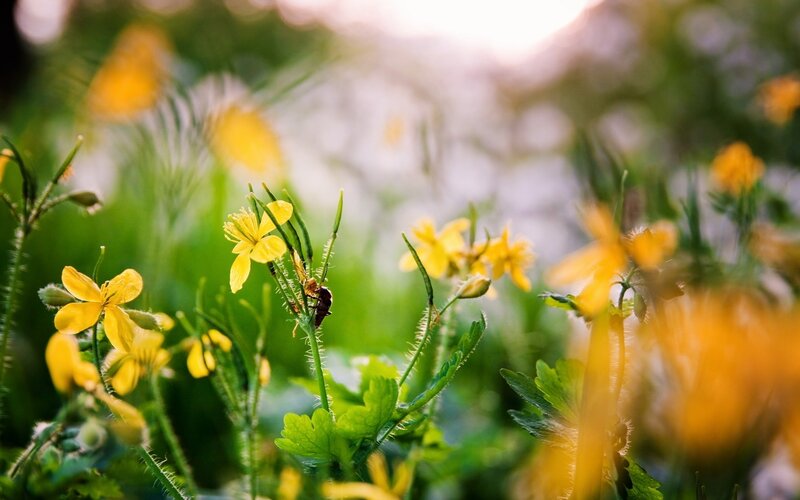 Yellow Flowers in Field — Serene, Morning, Photograph, Insect