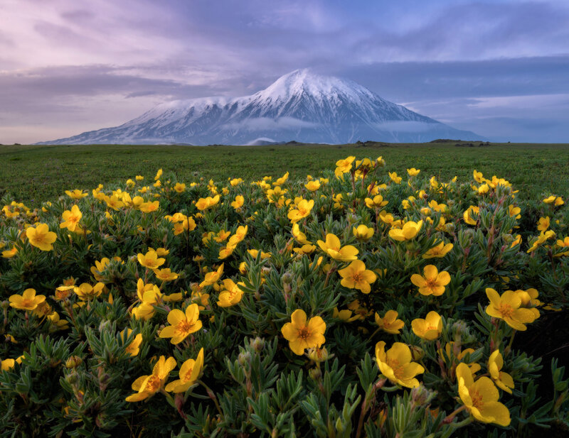 Yellow Flowers in Field — Serene, Morning, Photograph, Mountain