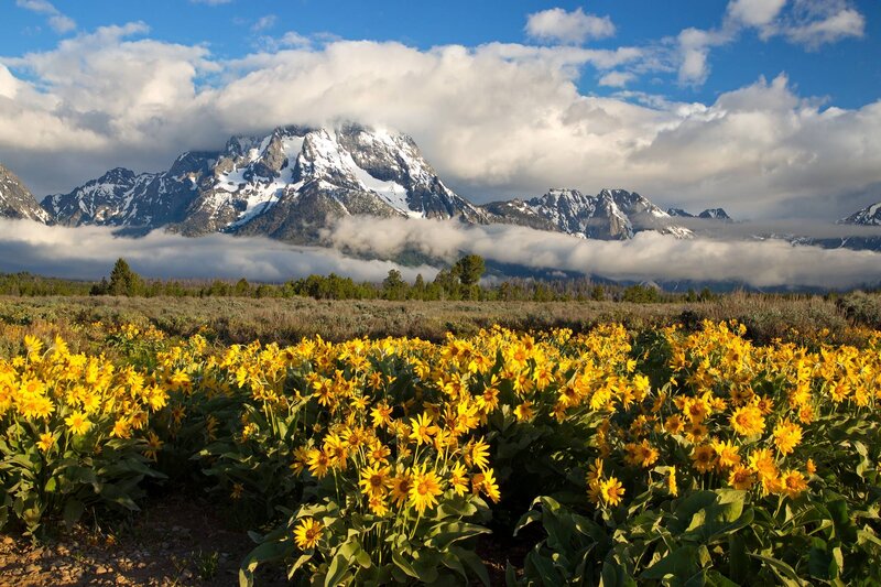 Yellow Flowers in Field — Serene, Morning, Photograph, Mountains, Clouds
