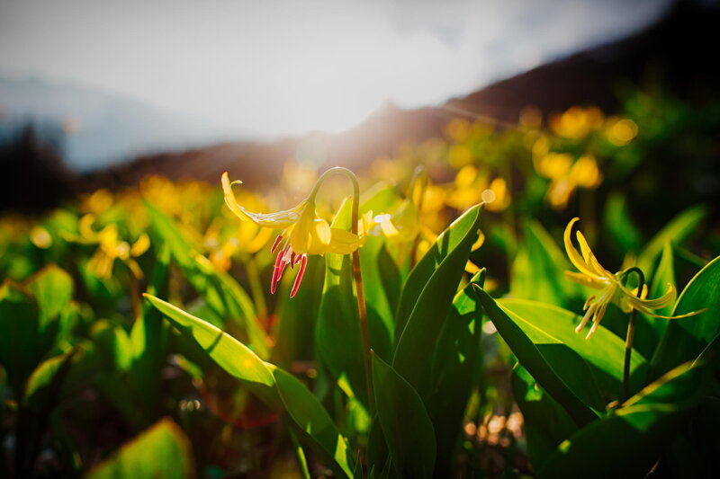 Yellow Flowers in Field — Serene, Morning, Photograph, Mountains