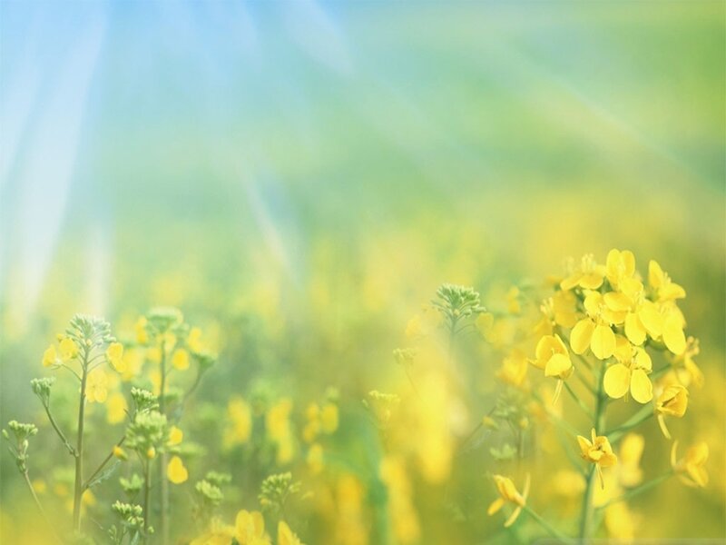 Yellow Flowers in Field — Serene, Morning, Photograph, Sunlight, Sky
